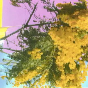 Four Tet/Into Dust (Still Falling) [12"] 1