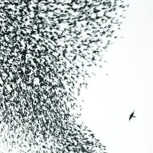 Wilco/Sky Blue Sky (Sky Blue Vinyl) [Lp] 1