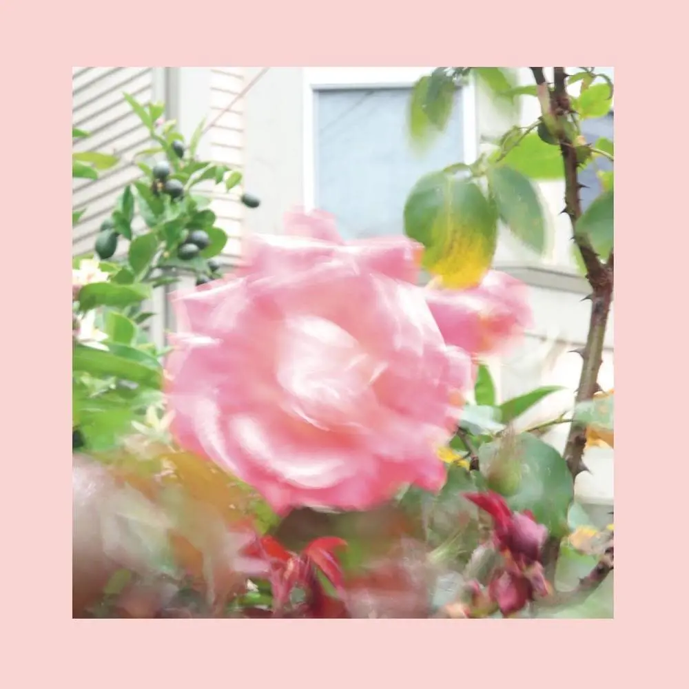 Reds, Pinks And Purples, The/Summer At Land's End (Yellow Vinyl) [Lp] 1