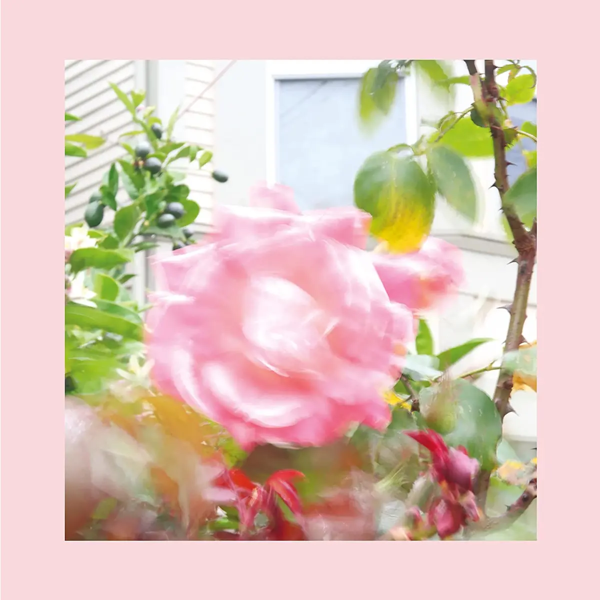 Reds, Pinks And Purples/Summer At Land's End (Coloured Vinyl) [Lp] 1