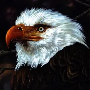 Mogwai/The Hawk Is Howling (White Vinyl) [Lp] 1