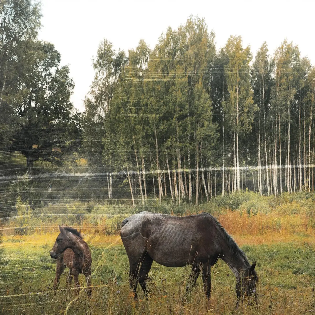 Pianos Become The Teeth/Old Pride (Forest Green Vinyl) [Lp] 1