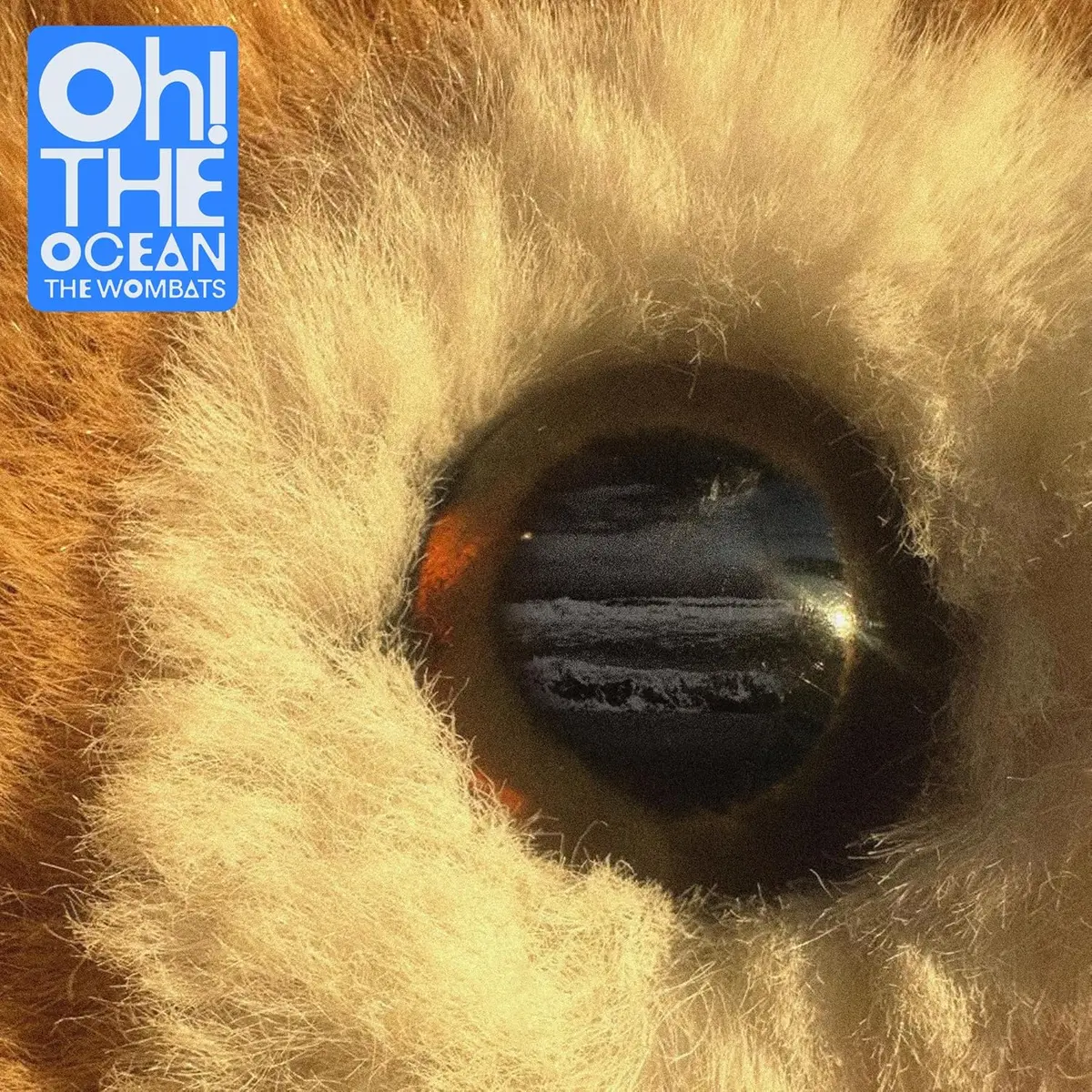 Wombats, The/Oh! The Ocean (Transparent Blue Vinyl) [Lp] 1