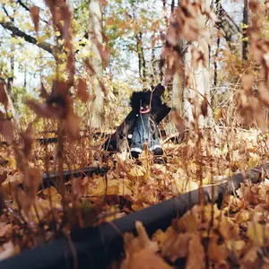 Woods, Billy/Golliwog [Lp] 1
